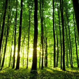 Novi zakon o šumama FBiH predviđa otpuštanje oko 2.000 radnika